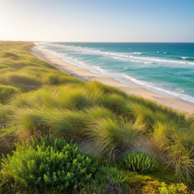 Seagrass Meadows